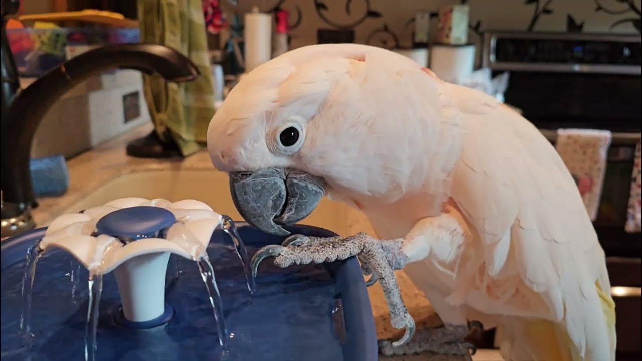 Cockatoo Finds The Fountain of Youth ?! YouTube