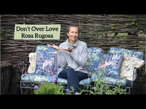 ვიდეო: Rosa rugosa ან დანაოჭებული ვარდი