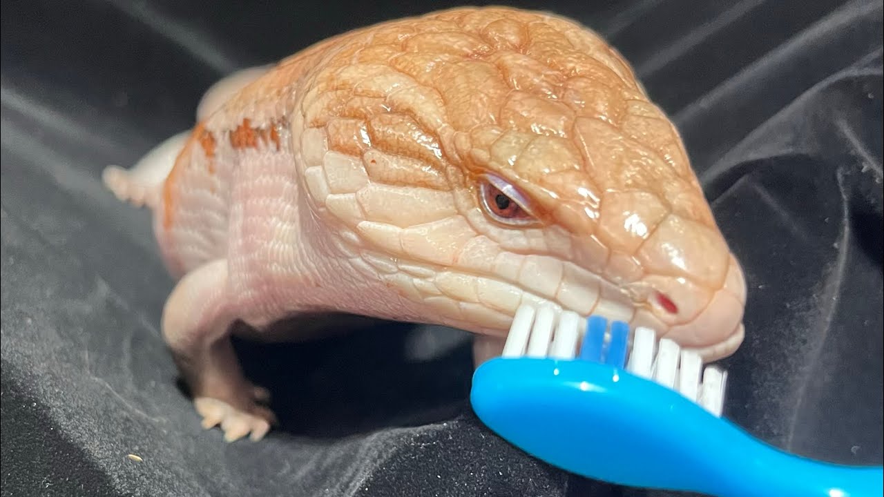 Blue Tongue Skink Supplements and Oral hygiene - YouTube