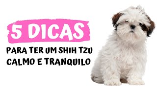 5 DICAS para ter um Shih tzu CALMO E TRANQUILO