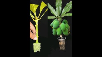 SUPER SPECIAL way to propagate mango using only aloe vera to help the tree produce fruit super fast