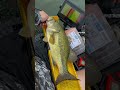 11 bass day, caught two 3lb+ LMB #fishing #bassfishing #kayakfishing