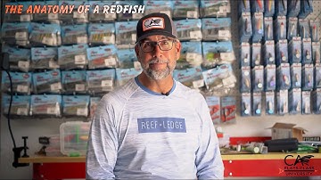 The Anatomy Of A Redfish - Flats Class University