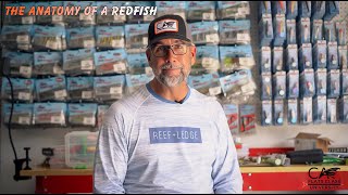The Anatomy Of A Redfish - Flats Class University