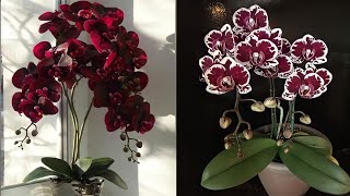 How to make orchid flower from plastic bag  flower crafts ideas