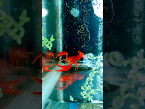 Crayfish Crayfish Marinelife Hatching Kerala Fishing Fishingfreakz Fish Trend Mallu 