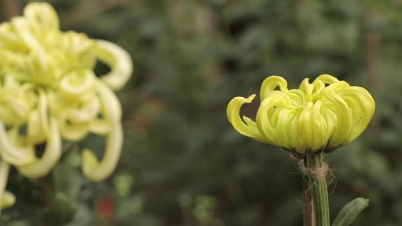 CSIR Corporate Film - Flourishing and Floriculture