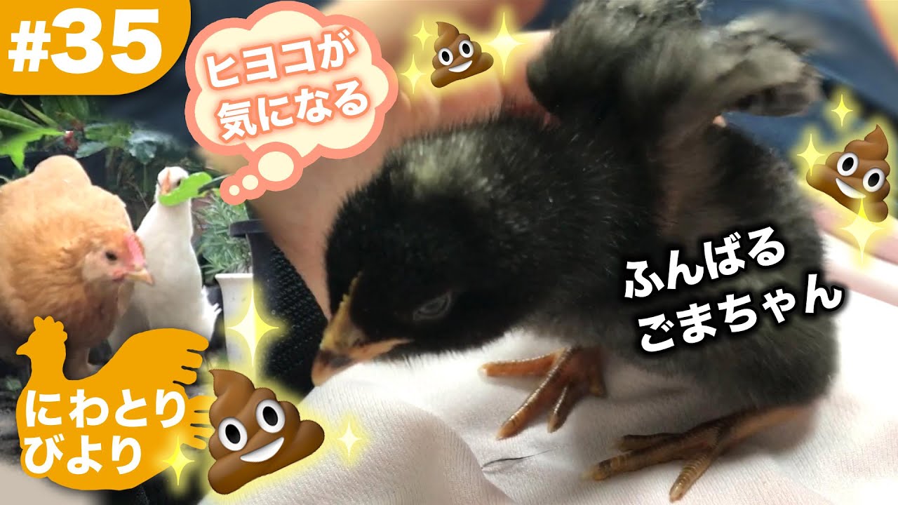 ひよこが気になるひな鳥がぎこちなくてかわいい♪いっぱいうんちするひよこ💩【にわとりびより】#35