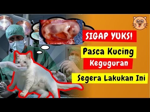 Video: Keguguran Kucing