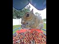 #squirrel #everythingnature #backyardwildlife #birdfeedercamera #soundsofnature #squirreleating