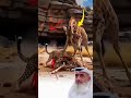 ما كتب الله لك لن يغيبه شيء وإن أراد الله نجاتك يسخر لك من يساعدك Youtubeshorts
