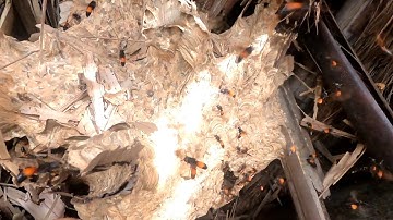 Bắt Ong Vò Vẽ Trúng Luồn Gặp Toàn Hàng Khủng/ Thọ Nguyễn 65