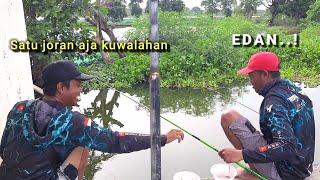 SOMBRO! Ikan mas lagi melimpah di Lamongan, pemancing pesta