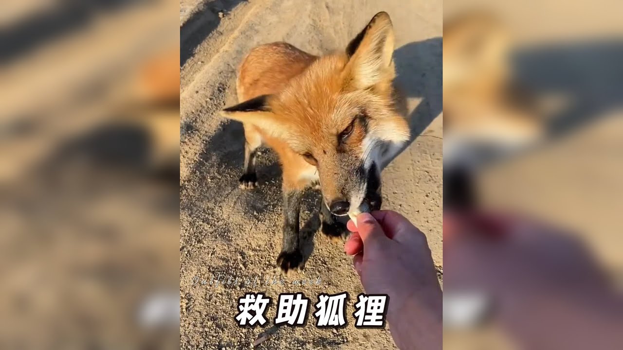 小哥钓鱼时巧遇饥饿狐狸，没想到好心投喂后，竟有意外收获！