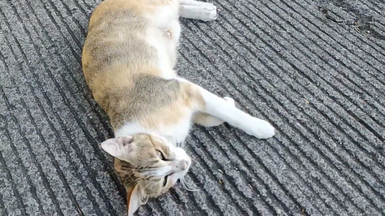 Pretty Cat without a Tail 