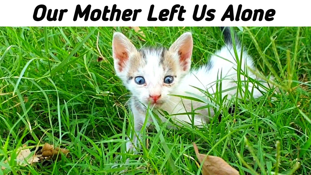 Kittens Lose Their Mama but Find Love in Us as Their New Family 🐱💖🐾