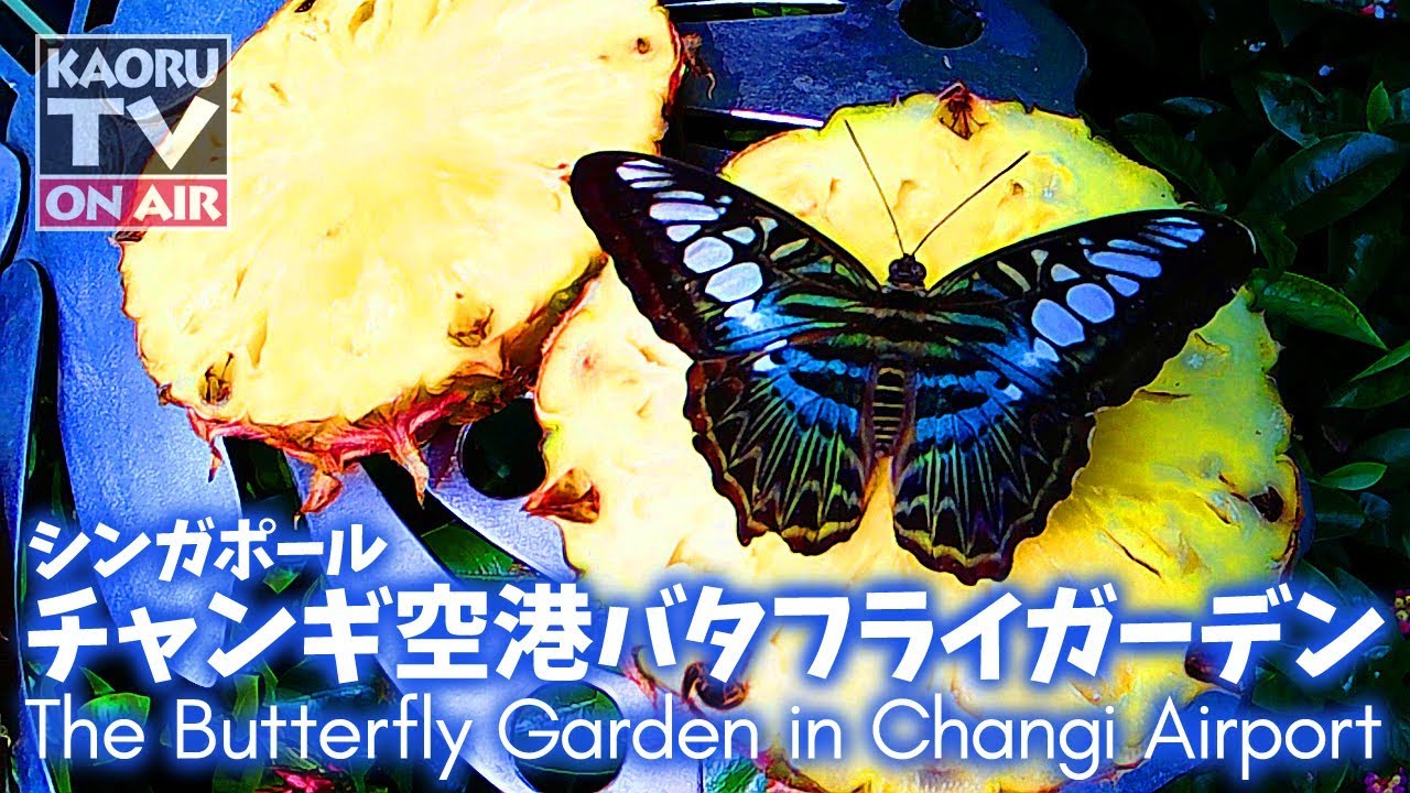 花と蝶 シンガポール・チャンギ国際空港「バタフライガーデン」の蝶の
