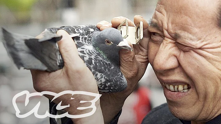 China's Millionaire Pigeon Racers (Full Length) - DayDayNews