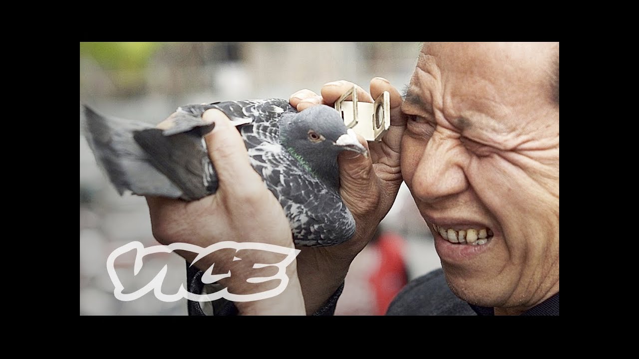 weather beijing China's Millionaire Pigeon Racers (Full Length)
