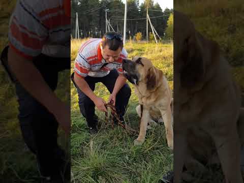 Видео: Порода собак испанский мастиф гипоаллергенна, здоровье и продолжительность жизни