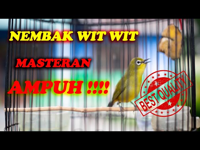 PLECI NEMBAK WIT WIT, MASTERAN HANDAL, BUKTIKAN !!!!! class=