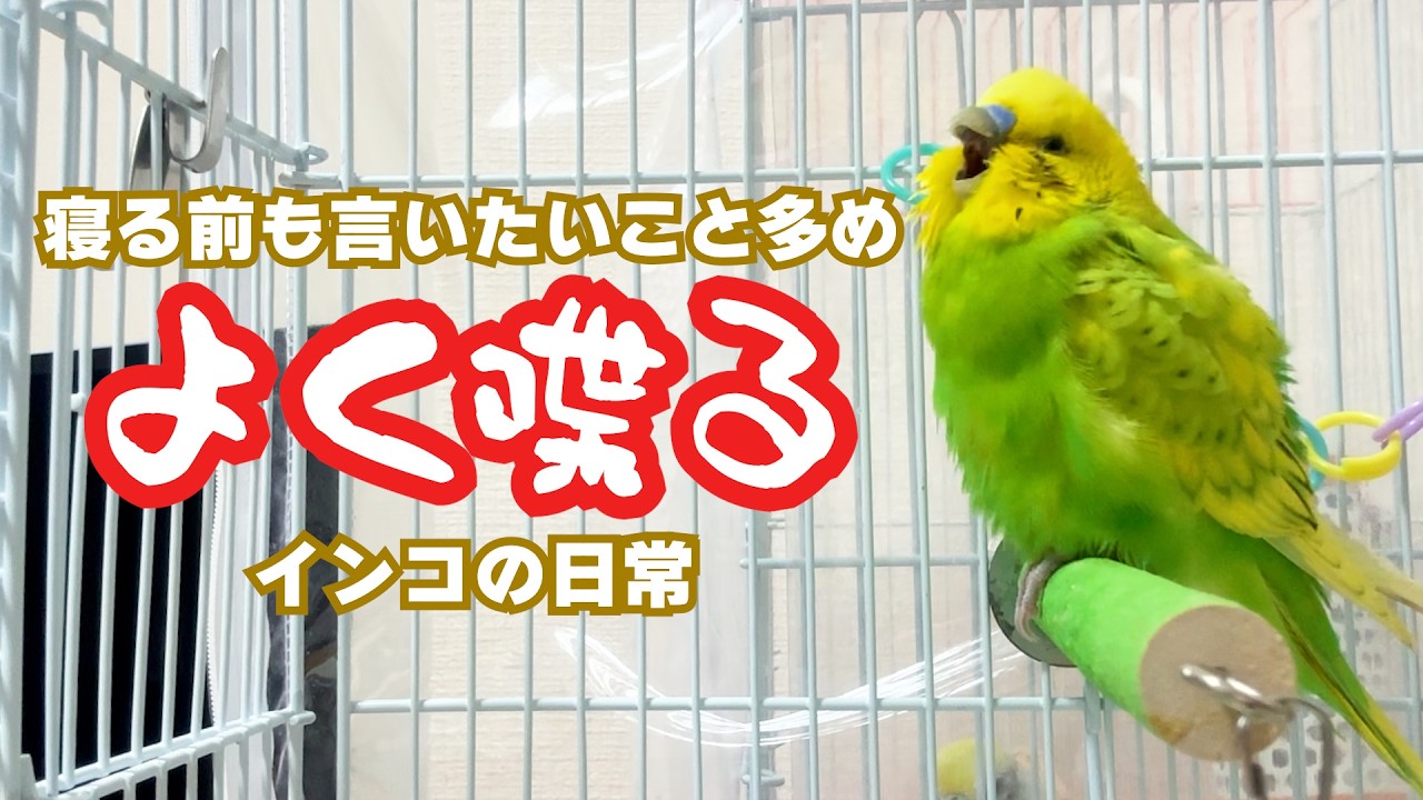 寝る前になると話したいことが増えるセキセイインコのつくねくん