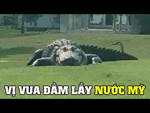 Video: Cá sấu đầm lầy: mô tả, kích thước, lối sống, môi trường sống