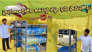 THE BIGGEST BETTA FISH FARM IN HYDERABAD | #TELUGU | SN BETTAS |#bettafarm |