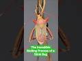 The Incredible Molting Process of a Stink Bug