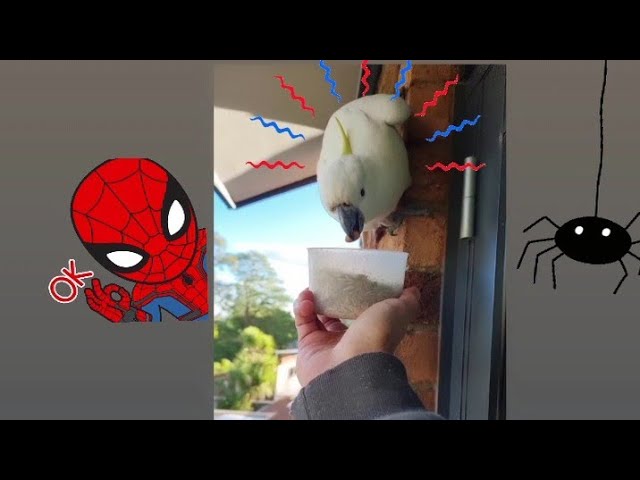Cockatoo feeding MADNESS!!! Featuring SPIDER-BIRD!!🕷️🕊️😨😄🥰😍 class=