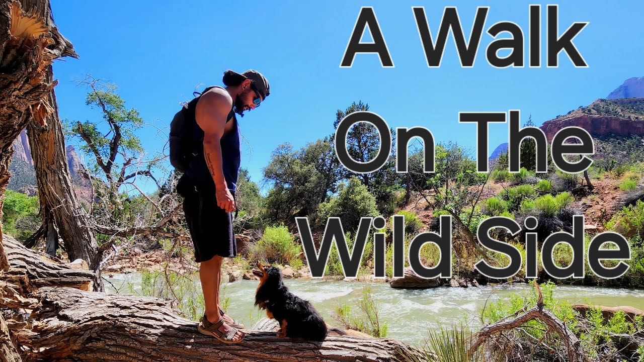 4Runner Living: A Walk On The Wild Side - YouTube