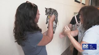 Clear the Shelters marks 11 years of nationwide pet adoptions