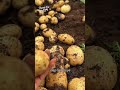 panen kentang #faktaviral #shortvideo #edukasi #gardening