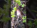 Real Bird Chirping Sounds in Nature 🐦🍃 | Stress Relief Shorts #shorts #birds #shortsfeed #nature