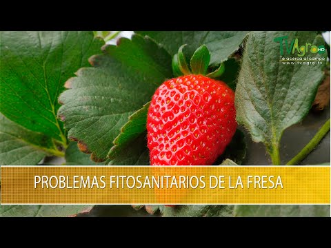 Problemas Fitosanitarios de la Fresa - TvAgro por Juan Gonzalo Angel Restrepo