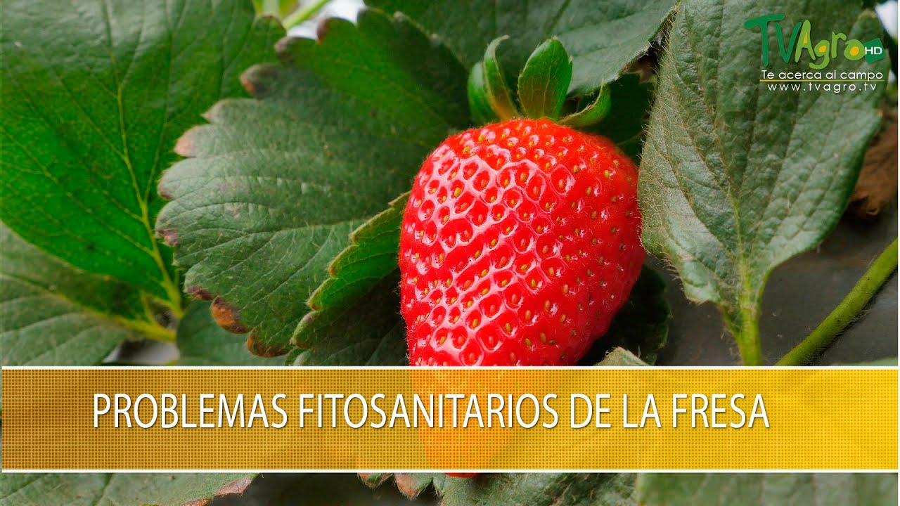 Problemas Fitosanitarios de la Fresa - TvAgro por Juan Gonzalo Angel Restrepo