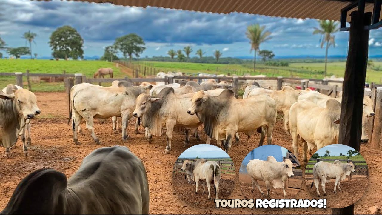 FOMOS OLHAR ALGUNS TOUROS P.O | E COMPRAMOS TRÊS. 