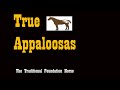 TRUE APPALOOSAS - TEXAS