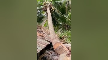 Cách treo nguyên thân cây Dừa của Vua Khỉ Miền Tây . Cutting coconut tree