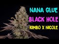 Seed to harvest  nana glue  black hole  ko  square one genetics  robin hood seeds  black tuna