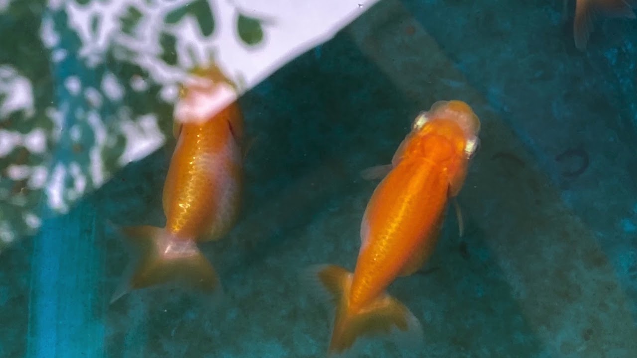 Update : Import black baby ranchu from Japan 1 month After - YouTube