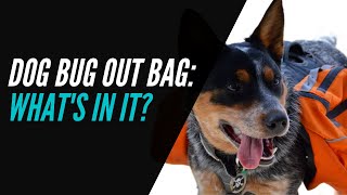 Dog Bug Out Bag: What’s In It