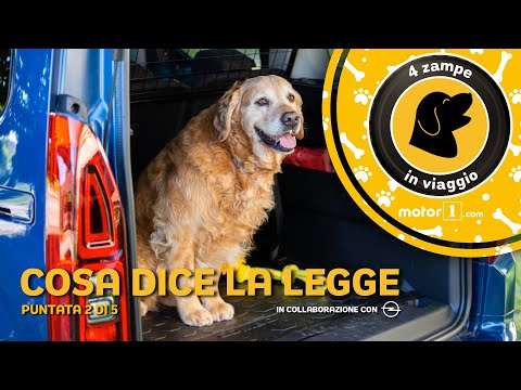 Video: Quali Documenti Sono Necessari Per Trasportare Un Cane Sul Treno