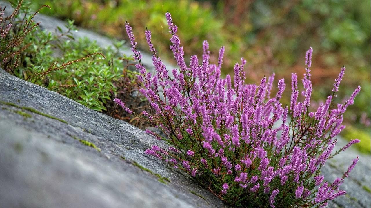 Вереск бадблюмерс. Вереск обыкновенный аллегро. Цветы calluna vulgaris. Vulgaris. Вереск calluna vulgaris.