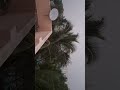 chennai potheri♥️🏙️🎋🌴🌳