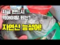 [제철회 추천!] 자연산 능성어 지금 최고입니다. Korean street food - Raw Sevenband Grouper. [수아아빠TV]