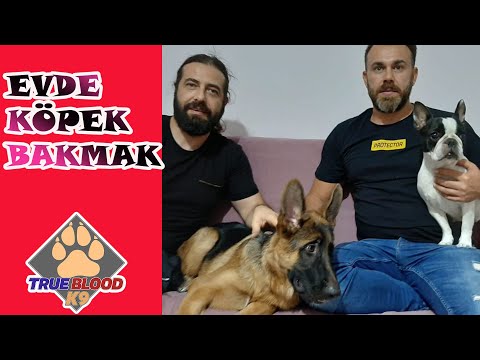 Video: Alman Çoban Köpeği Almadan Önce Kendinize Sormanız Gereken 5 Soru