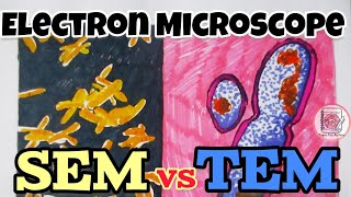 SEM vs TEM:Types of Electron Microscopy @paperpenbiology