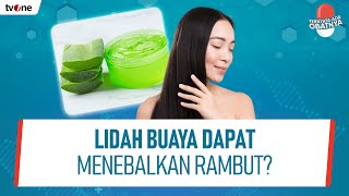 Lidah Buaya Tinggi Antioksidan Untuk Bantu Mencegah Penuaan Dini