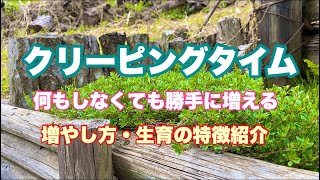 【勝手に増える】クリーピングタイムの増やし方、生育の特徴紹介！